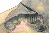 Zlichovaspis Trilobite With Crotalocephalina & Reedops #381179-9